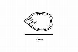   Embryo:   Ulmus pumila ; Illustration by K. Parker, Kirkbride et al. (2006)
